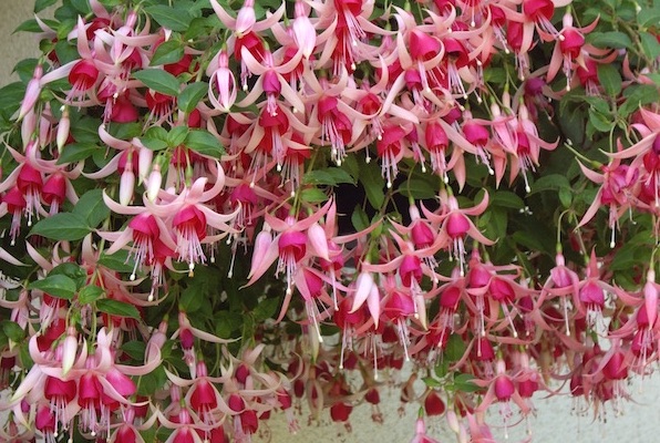 Fuschias