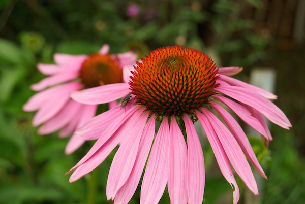 Rudbeckias pourpres