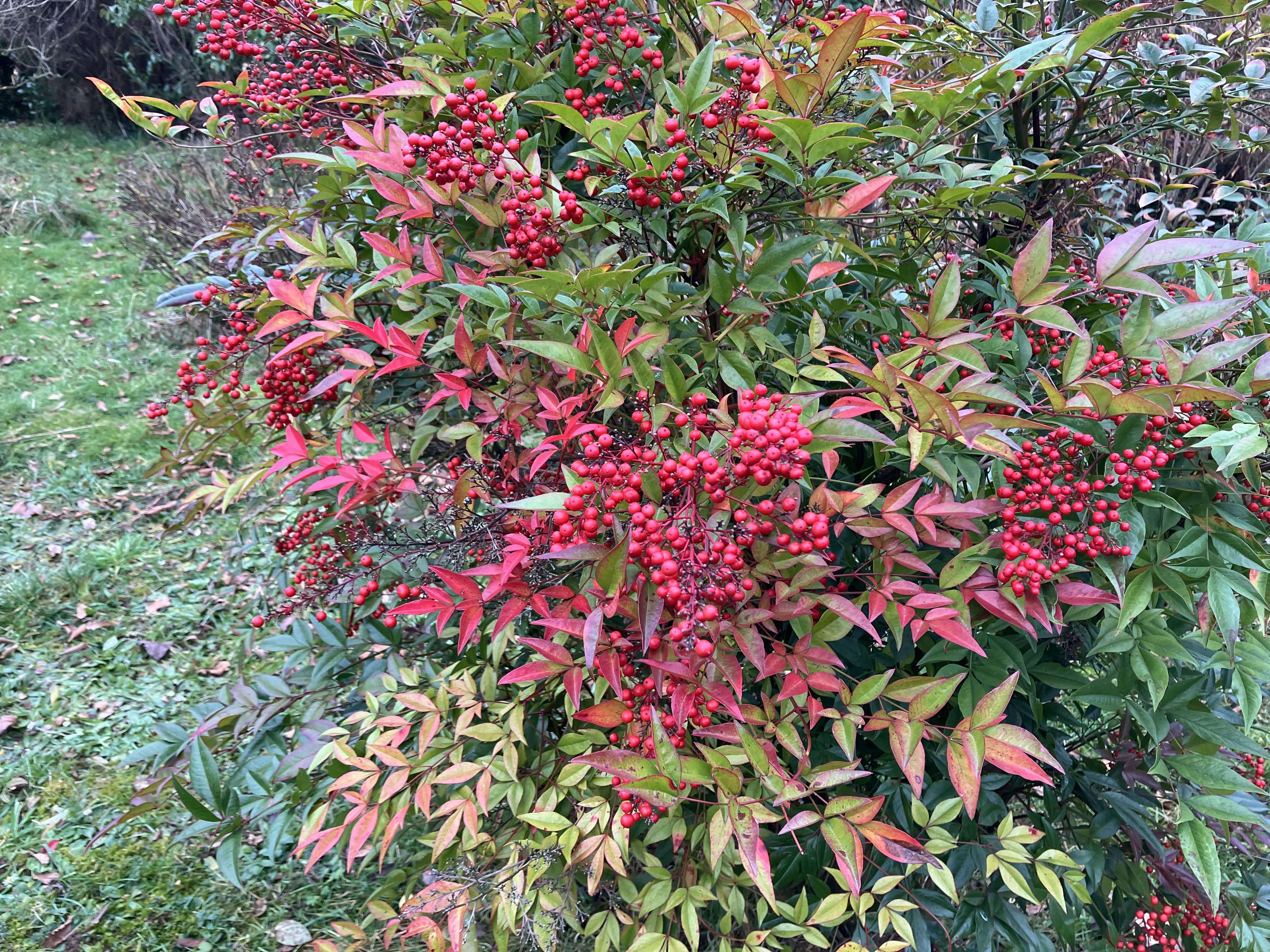 nandina