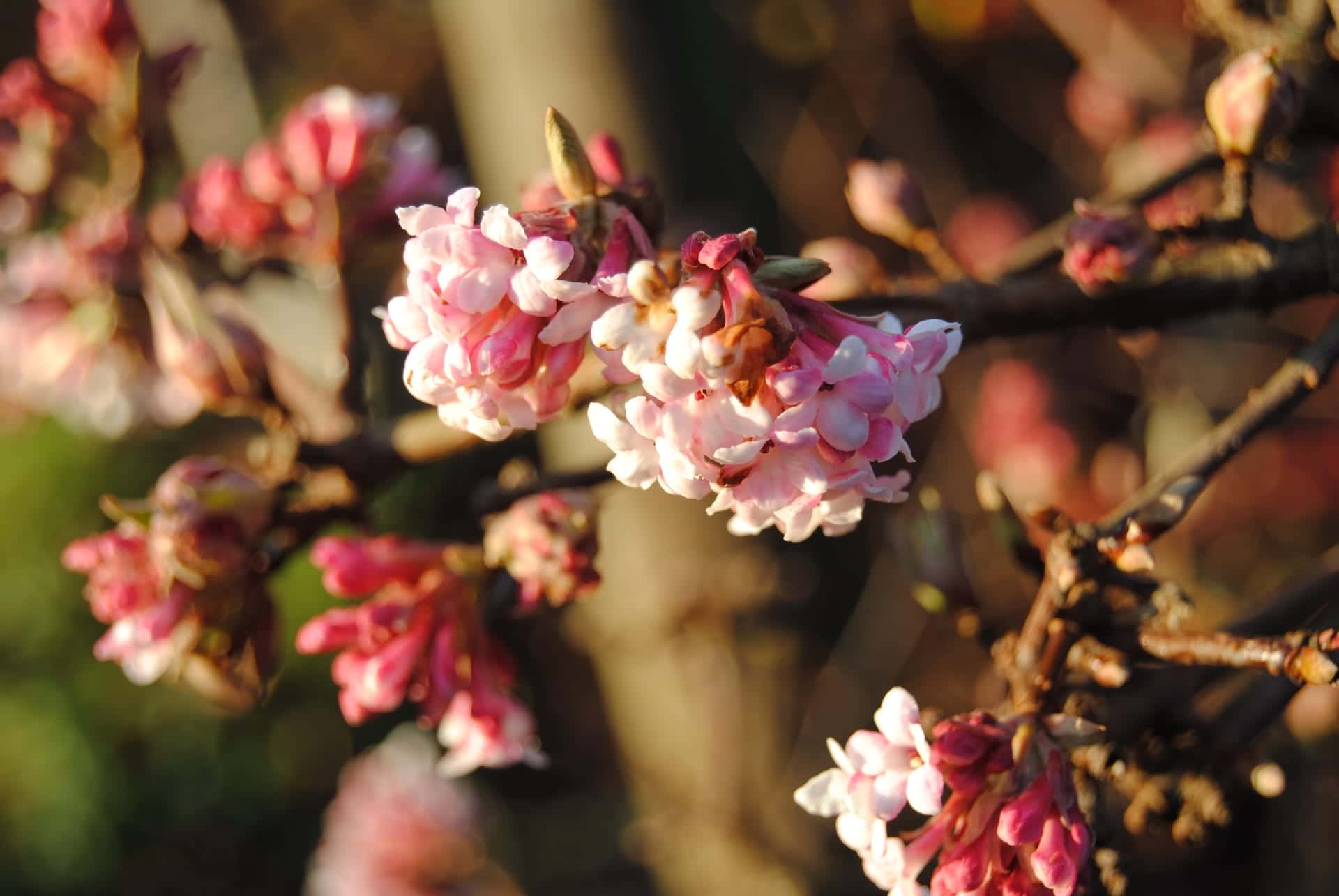 Viburnum bodnense