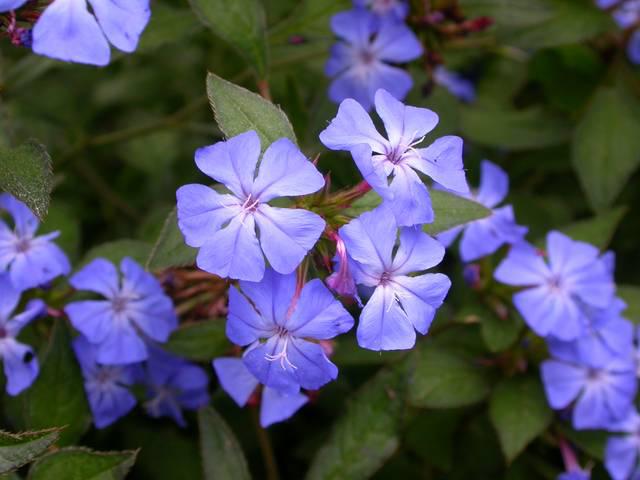 ceratostigma