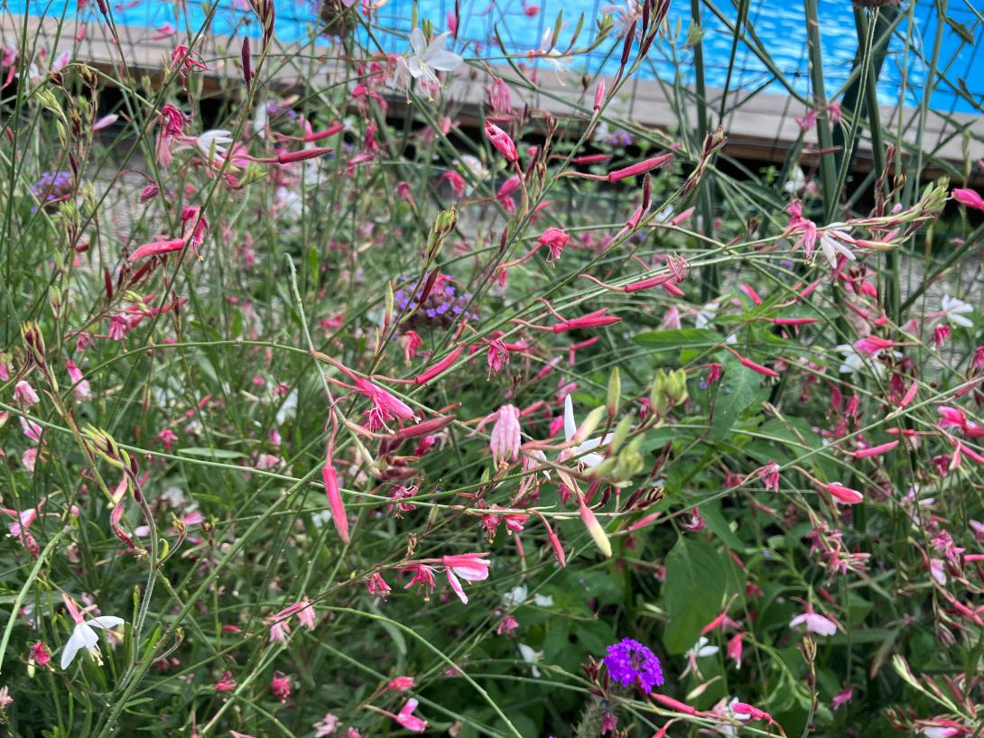 gaura