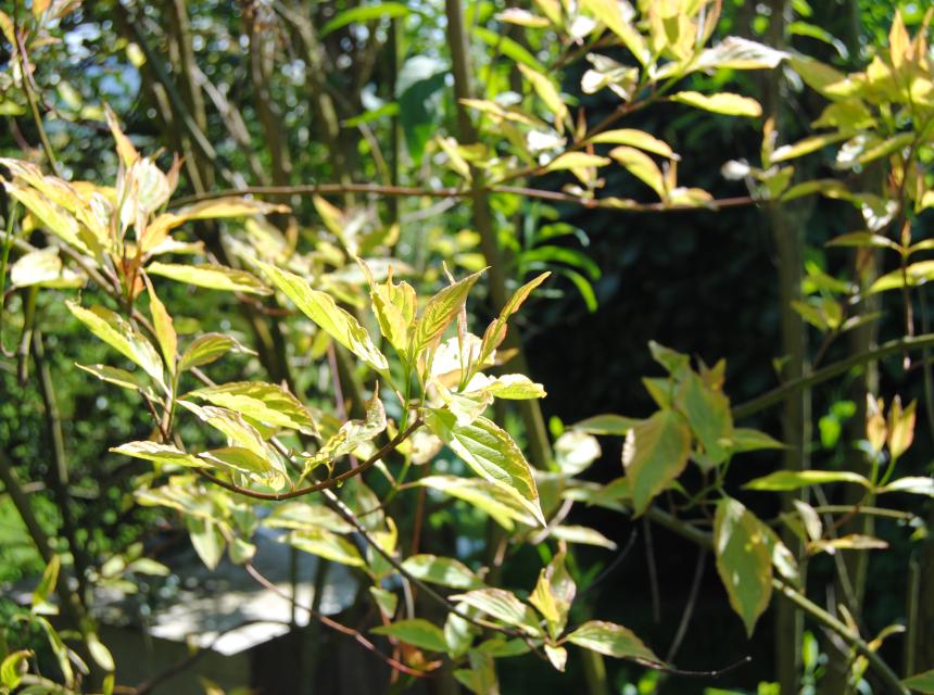 cornus