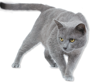 chartreux3 02