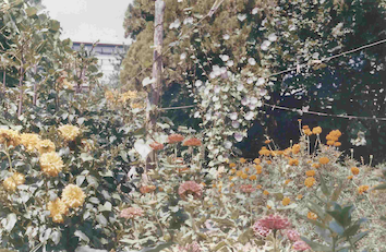 Le jardin, grand-mère et ses lapins